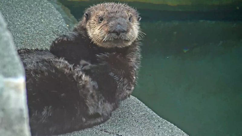 Best Pools, Hot Tubs, and Beaches streamers on Twitch, ranked - Dot Esports